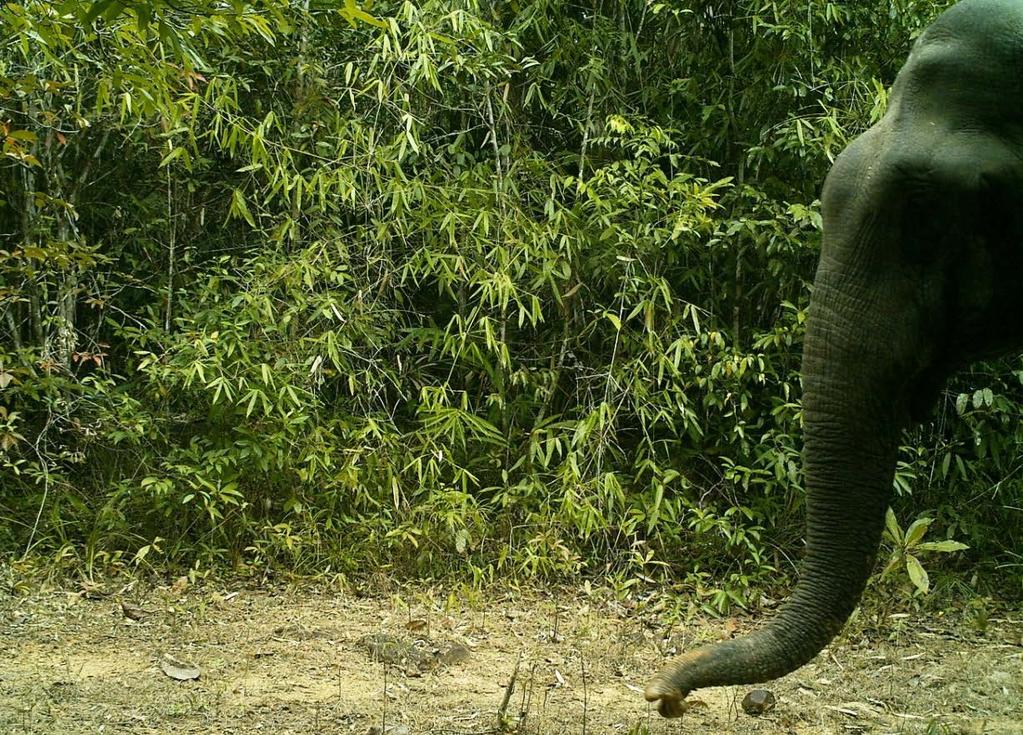 Building national consensus for Asian elephant conservation in