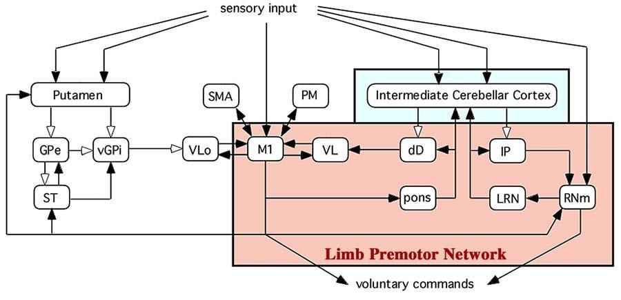Fig. 32.5 Application of the modular signal processing scheme to the limb premotor network.