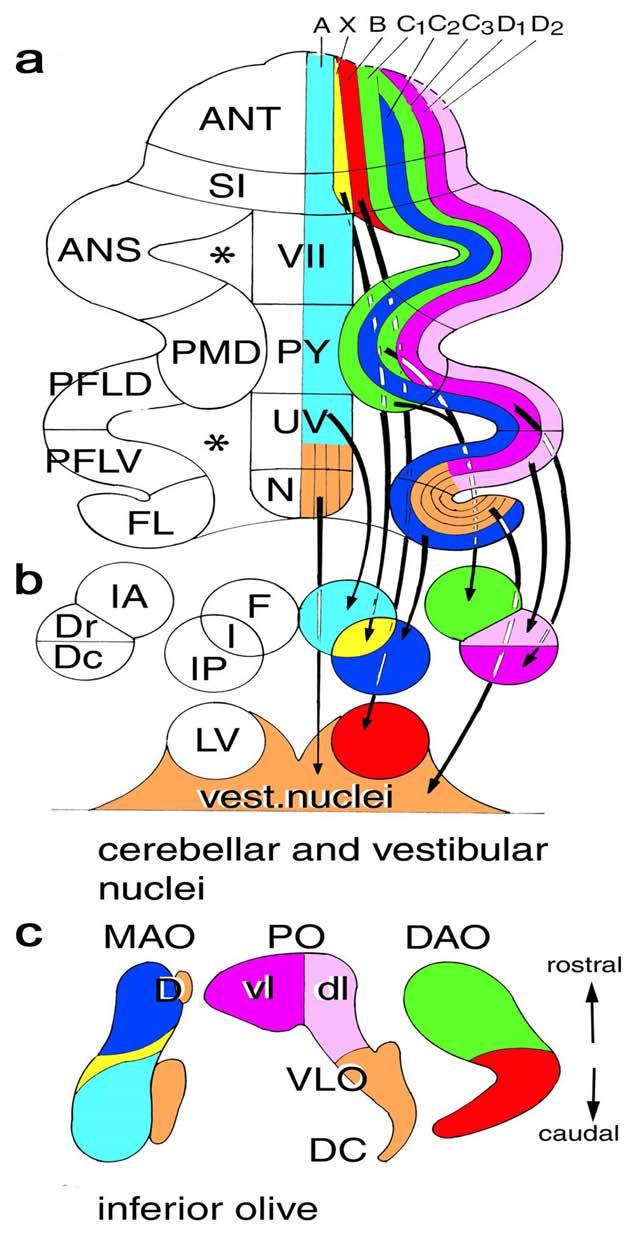 cerebellar cortex to the cerebellar and vestibular nuclei and the projections from the
