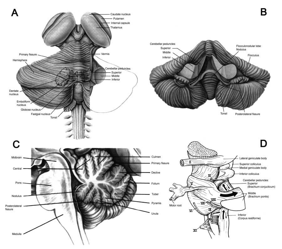 Fig. 32.1 Gross features of human cerebellum. (A) Dorsal view of the cerebellum and brain stem. Part of the right hemisphere has been cut out to show the cerebellar peduncles.