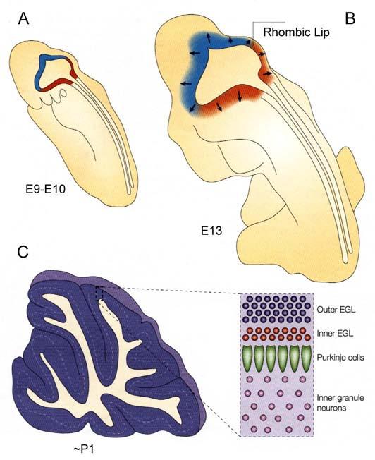 Fig. 32.17 Early development of mouse cerebellum. (A) At embryonic day E9-E10, the rhombic lip (blue and orange) is a zone of proliferation at the level of the fourth ventricle.