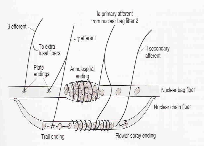 Muscle Spindle(cont) Has two types of intrafusal fibres: 1-Nuclear bag fibres : (2 / spindle) - Central area is dilated with group of ( bag) nuclei