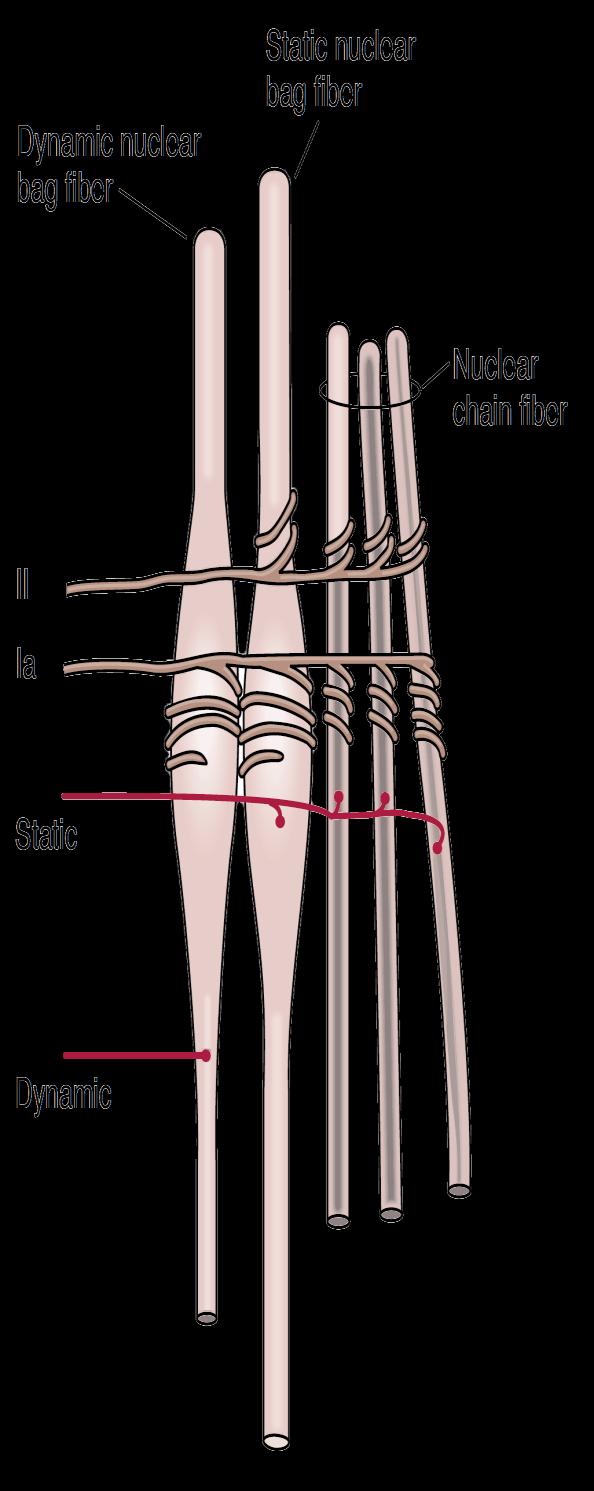 2- Static stretch reflex( static response) - Maintained stretch of muscle>>> stimulates Nuclear chain fibers to discharge with increased rate >>>Impulses in the secondary sensory afferents