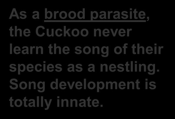 parasite, the Cuckoo never learn