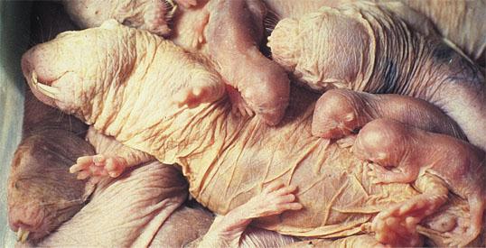 Colonial mammals Naked mole rats