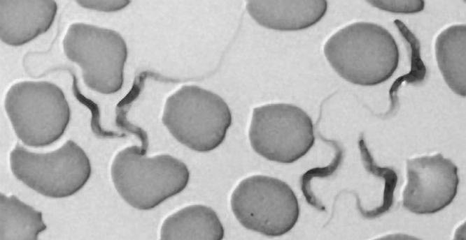 104 6. BLOOD AND TISSUE PROTOZOA I: HEMOFLAGELLATES FIGURE 6-15 Slender form of Trypanosoma brucei rhodesiense, found in the bloodstream of its mammalian host.