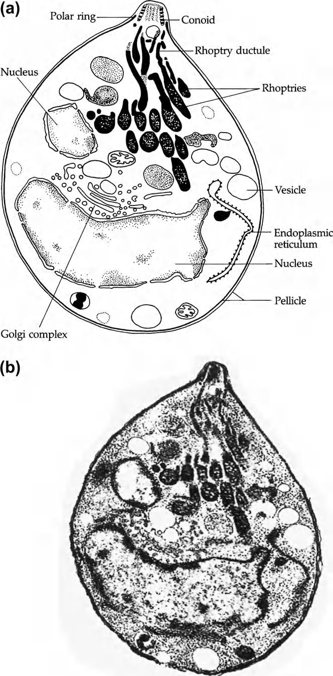 142 8. BLOOD AND TISSUE PROTOZOA III: OTHER PROTISTS FIGURE 8-3 Apical complex.