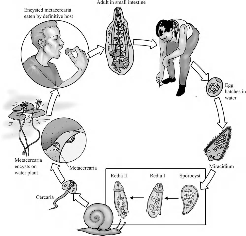 188 10. VISCERAL FLUKES FIGURE 10-6 Life cycle of Fasciolopsis buski. Credit: Image courtesy of Gino Barzizza. edema occurs in severe infections.