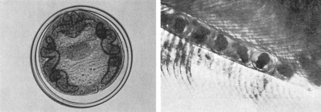 194 10. VISCERAL FLUKES penetrate a suitable snail host of the genera Semisulcospira, Tarebia, or Brotia within 24 hours or perish.