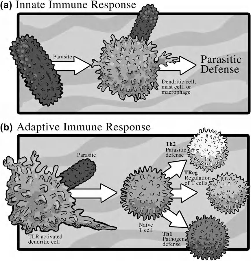 BIOLOGICAL ADAPTATIONS OF PARASITISM 19 FIGURE 2-1 Roles of antigen presenting cells (APCs) in the