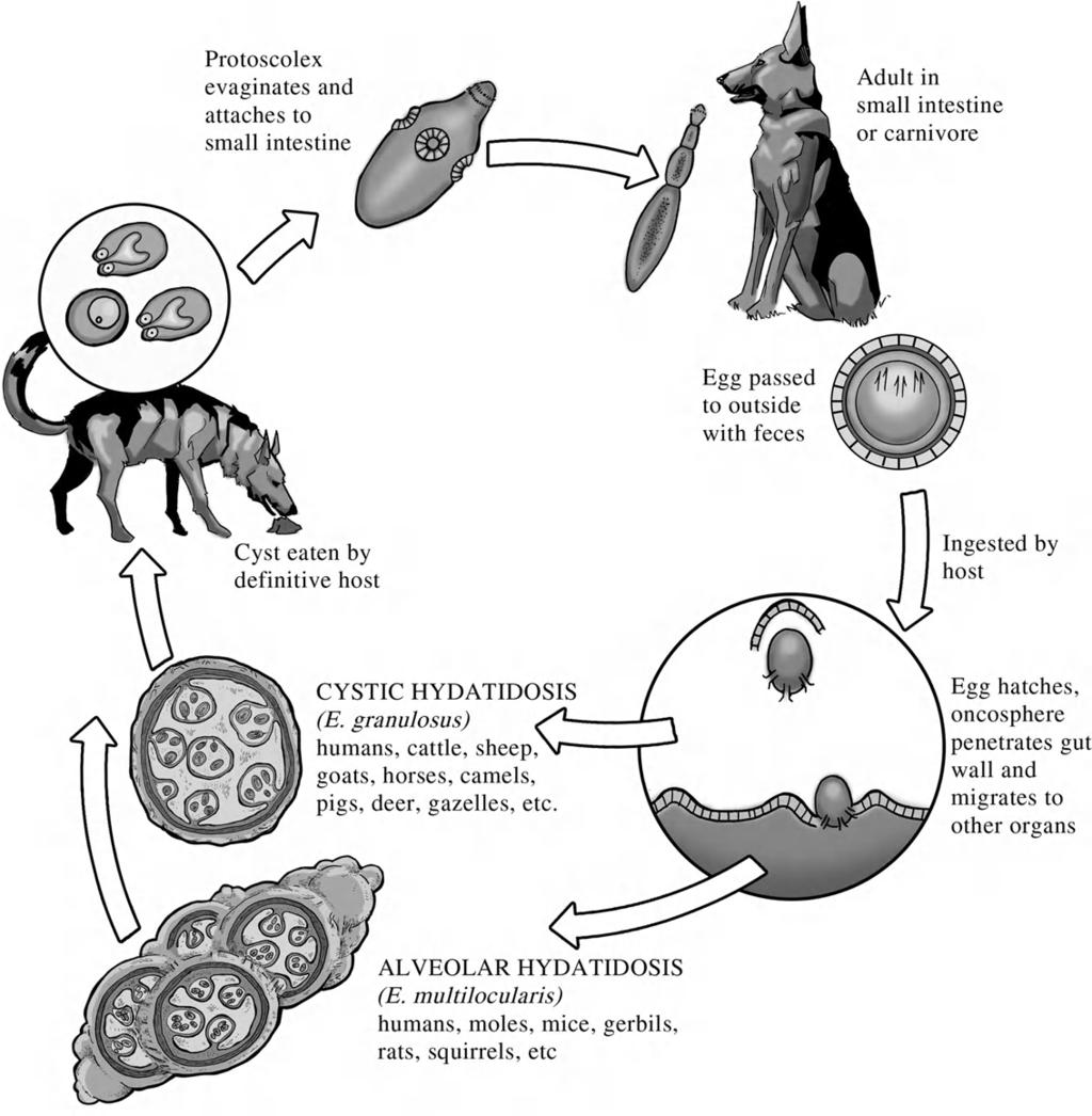 HUMAN HYDATIDOSIS 259 FIGURE 14-5 Life cycle of Echinococcus. Credit: Image courtesy of Gino Barzizza. each protoscolex has the potential for developing into an adult worm.