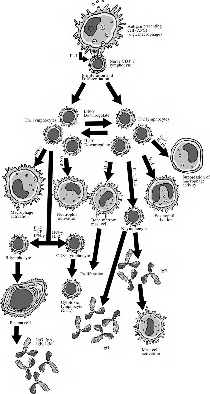 OPPORTUNISTIC PARASITES 29 FIGURE 2-8 Role of CD4þ T cell in