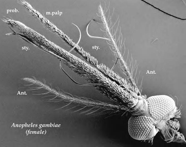 GENERAL STRUCTURAL FEATURES 355 The mouthparts of most nonbiting dipterans, such as the common housefly, are of the sponging type, similar to the cutting-sponging type except that the mandibles and