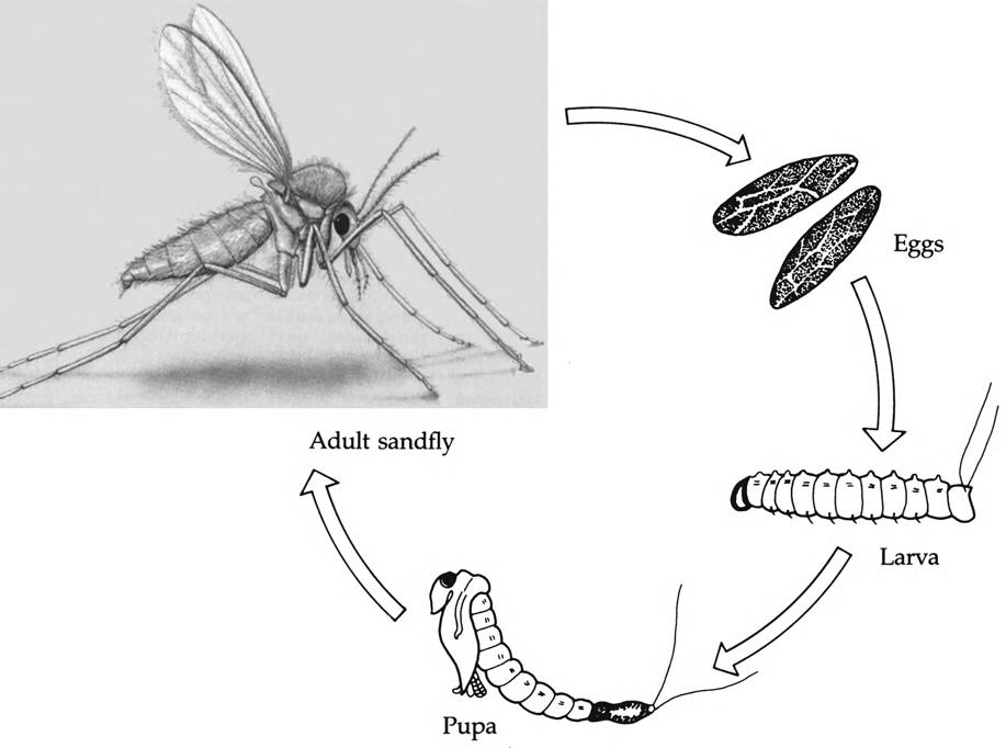 THE DIPTERANS 361 FIGURE 18-11 Stages in the life cycle of the sandfly Phlebotomus sp. Tsetse flies, Glossina. Hemisphere. A small insect, measuring 1.25 to 2.