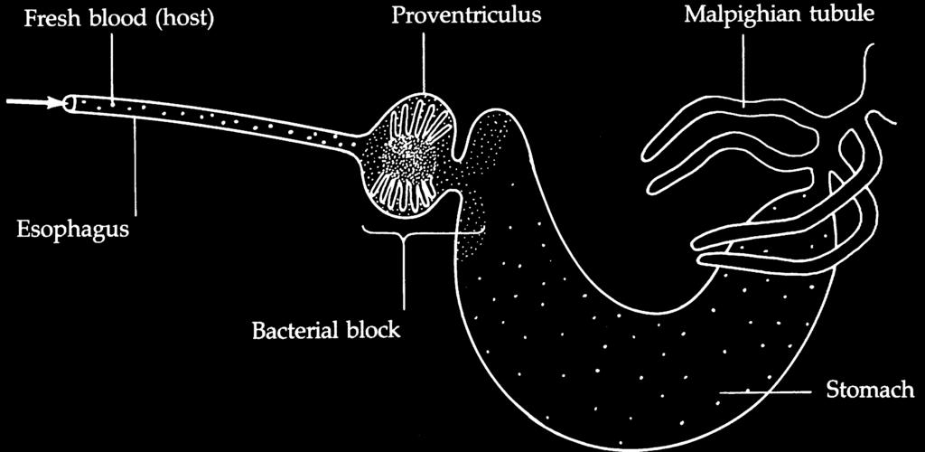 OTHER INSECTS 369 FIGURE 18-19 Foregut of flea showing bacterial blockage. Esophagus is distended due to accumulation of host blood.