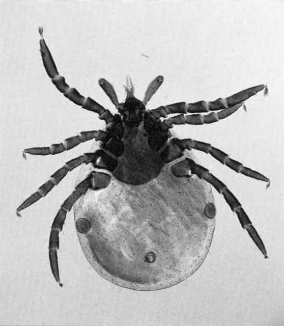 374 18. ARTHROPODS AS VECTORS rickettsial diseases are not particularly serious. They are usually zoonotic, with humans rarely being sources of the organisms.
