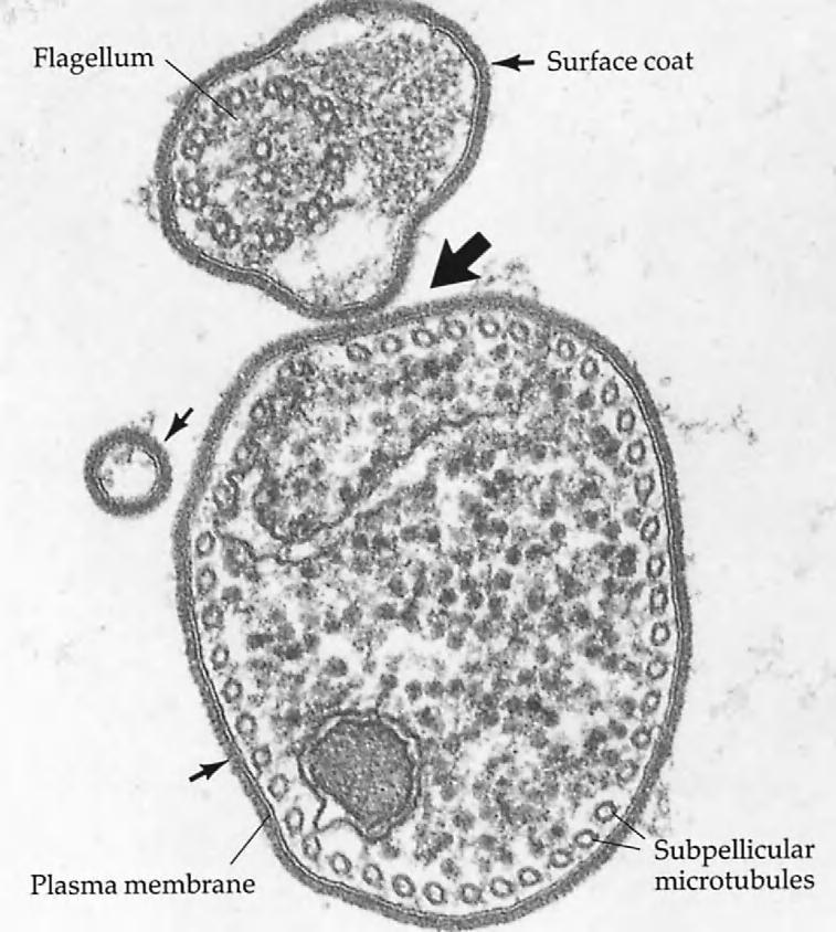 LOCOMOTOR ORGANELLES FLAGELLA 41 FIGURE 3-5 Transmission electron micrograph of Trypanosoma brucei rhodesiense (slender form) in transverse section.