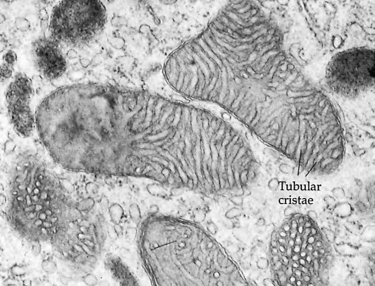 OTHER ORGANELLES 45 FIGURE 3-9 Several mitochondria showing profiles of tubular cristae. a number of secretory products of the cell.