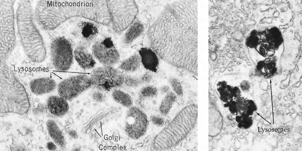 46 3. GENERAL CHARACTERISTICS OF THE EUPROTISTA (PROTOZOA) (a) (b) FIGURE 3-10 Transmission electron micrographs of lysosomes. (a) A cluster of lysosomes.