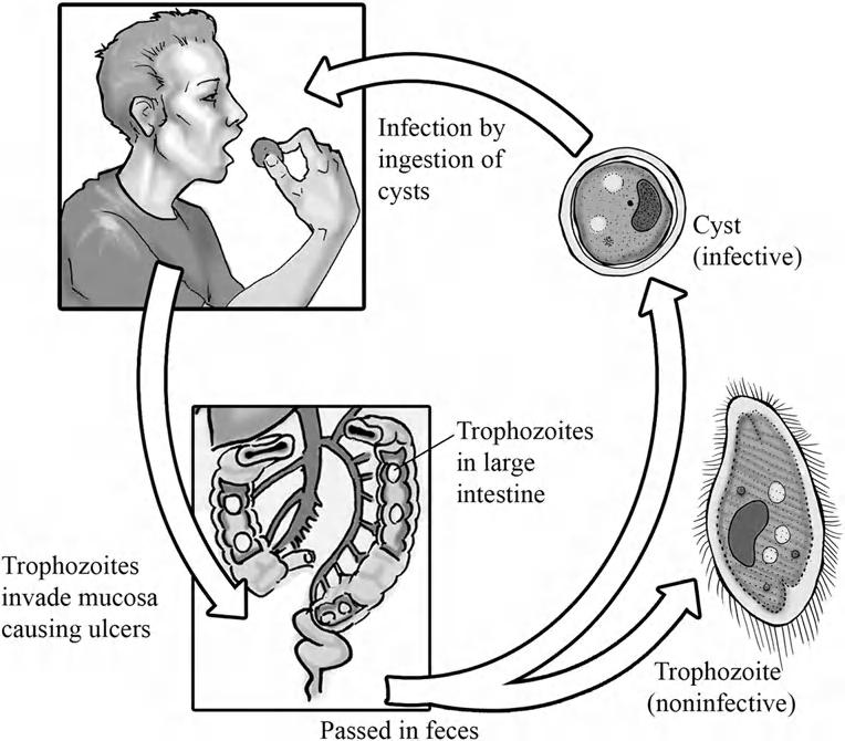Life Cycle CILIATES 69 Both a motile trophozoite stage and a cyst stage occur in the life cycle of B. coli (Fig. 4-9).