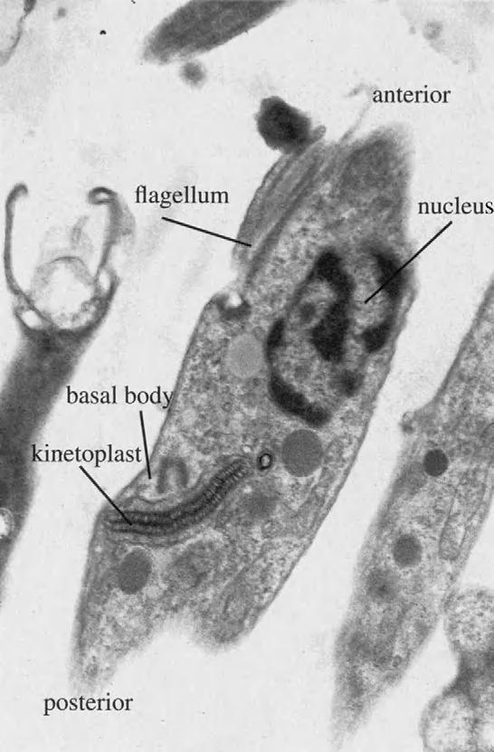MORPHOLOGIC FORMS 91 FIGURE 6-7 Transmission electron micrograph of a developing trypomastigote. Note the position of the basal body/kinetoplast complex just posterior to the nucleus.