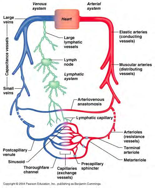 Six main classes of blood vessels (on handout) Amy