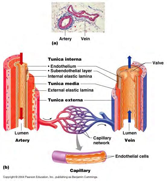 Wall structure of arteries and veins (on handout) Amy