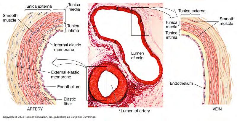 Comparison: Arteries vs.