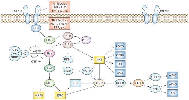 PI3K / AKT / mtor Pathway GF mutation of PIK3CA loss of PTEN Resistance to trastuzumab?