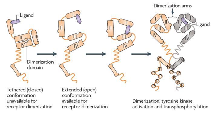 Dimerization: Essential for Receptor Activation