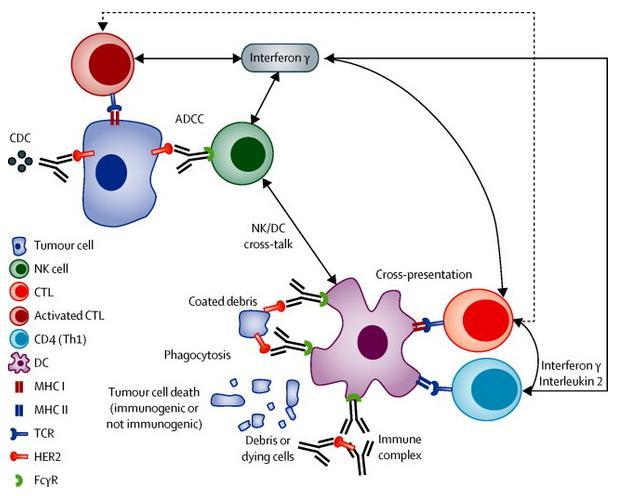 Immune System Response to Trastuzumab