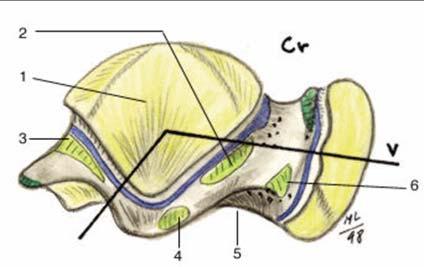 Anatomy of the Talus-1 Lateral View Fibular
