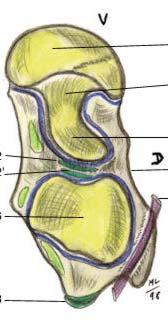 Anatomy of the Talus-2 Inferior Aspect Navicular Facet Middle Articular Facet (for sustentaculum tali)