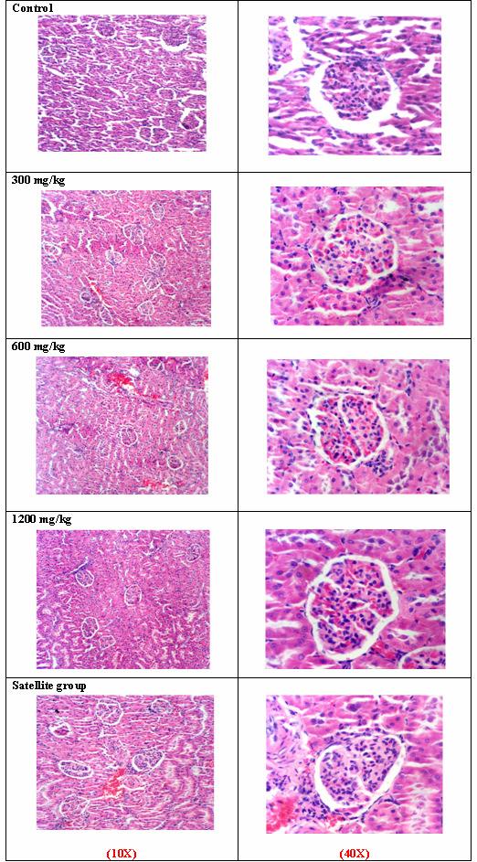 618 S. Sireeratawong et al. / Songklanakarin J. Sci. Technol. 30 (5), 611-619, 2008 Figure 3. The histology of male kidney from the control and treated groups (the 10x and 40x magnifications).