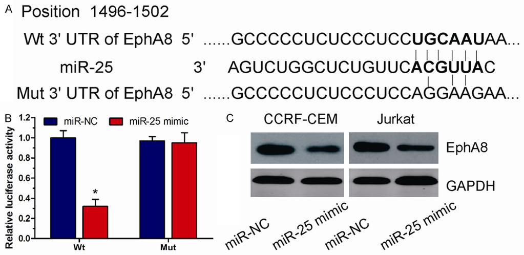 Figure 2. mir-25 promoted T-ALL cell proliferation, migration and invasion. A. Expression of mir-25 in CCRF-CEM and Jurkat cells transfected with mir-25 mimic or mir-nc. B.