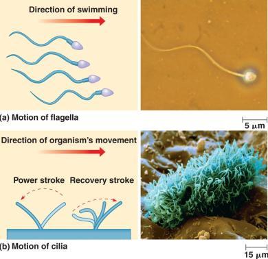 flagella are identical in structure