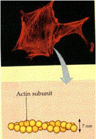 Microfilaments 2 strands of protein made of actin subunits.