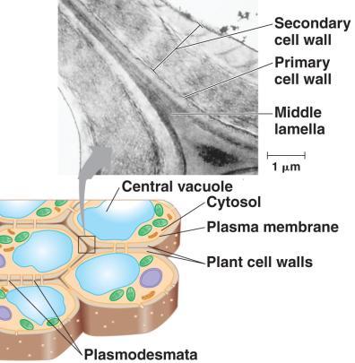 Plasmodesmata Are channels between plant cells that allow direct flow from cytoplasm to cytoplasm in