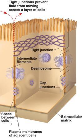 There are several types of intercellular junctions in animal cells: Tight junctions- membranes of