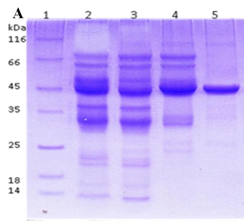 Fig. 9. (A) SDS-PAGE analysis of samples containing amidase activity from different purification steps.