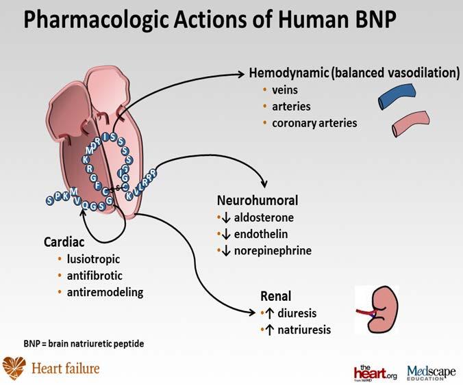 Biomarkers in Heart Failure BNP (NT-proBNP) in Heart Failure Myocardial