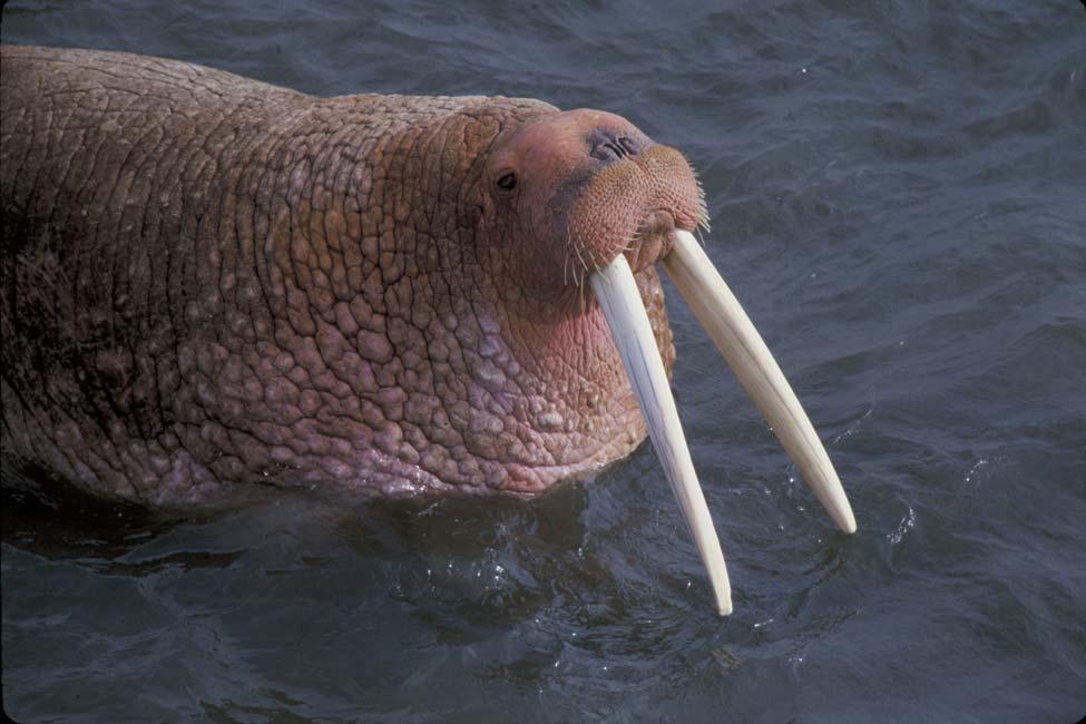 BEFORE THE SECRETARY OF INTERIOR PETITION TO LIST THE PACIFIC WALRUS (ODOBENUS ROSMAURS DIVERGENS) AS A THREATENED OR