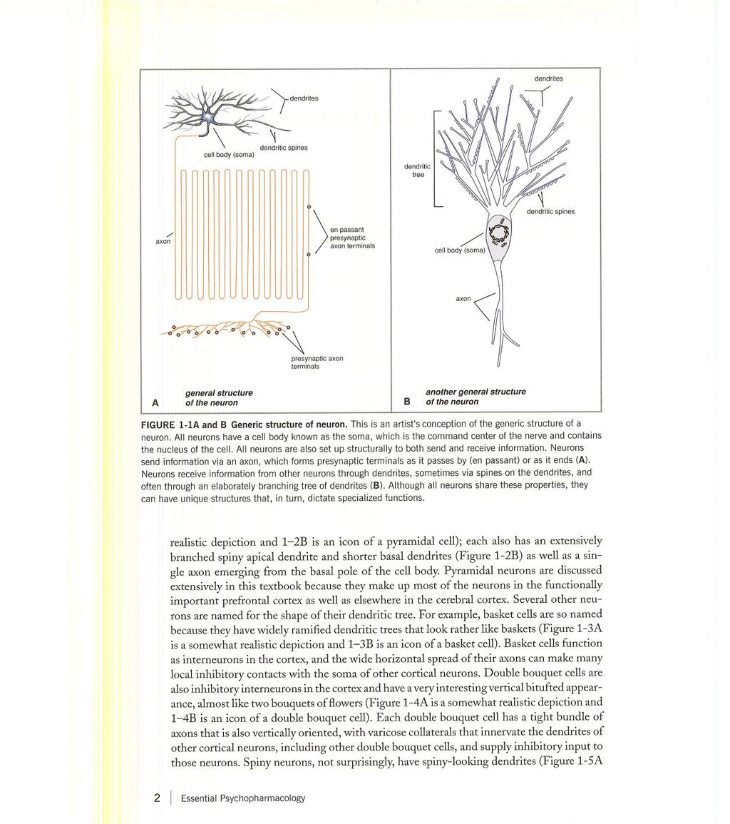 dendrites cell body (soma) dendritic spines dendritic tree /' axon o ) presynaptic axon terminals en passant presynaptic axon terminals A general structure of the neuron B another general structure