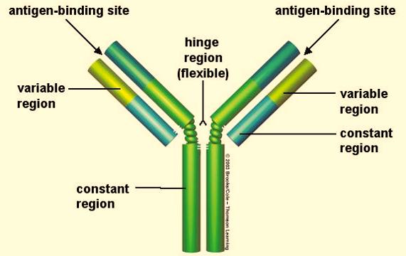 The genes that code for antibody formation have multiple possibilities.
