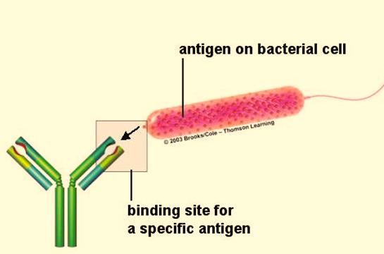 antibody unique is pretty much randomly determined.