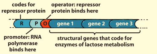 Gene Regulation - 2 Regulating Gene Expression in Prokaryotic Transcription The early work on gene regulation was done with prokaryotes.