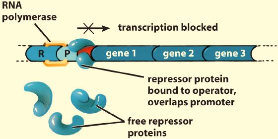 A repressor can be active when attached to its controller molecule or deactivated when attached to a controller molecule. In an inducible operon, the gene is normally "off".