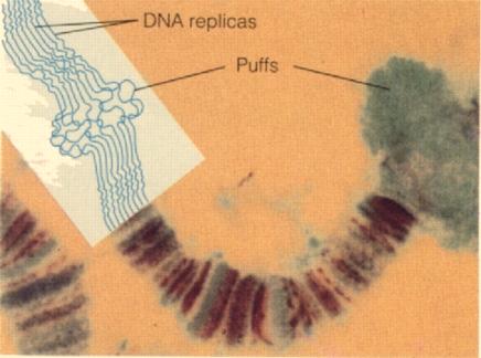 Salivary glands of many flies have gene amplification of chromosomes forming polytene chromosomes, which associated puffs.