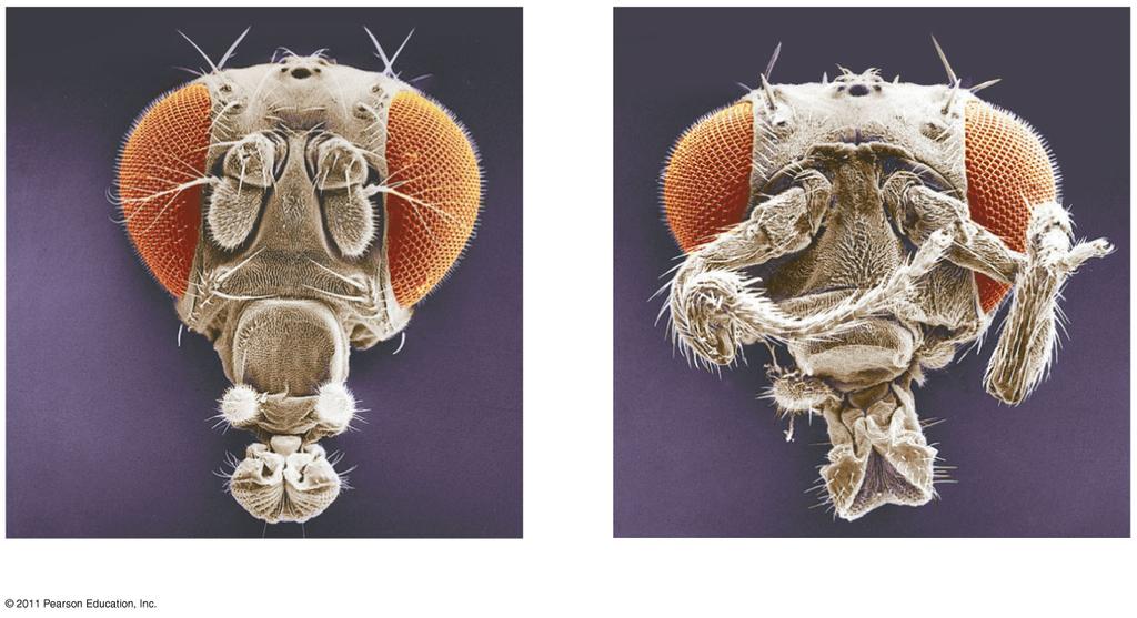The Life Cycle of Drosophila attern formation has been extensively studied in the fruit fly Drosophila melanogaster Combining anatomical, genetic, and biochemical approaches, researchers have