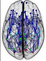 Male Brain Connectome This could account for better: Spatial skills Motor (muscle) control Map
